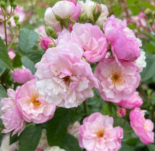 Vīteņroze 'Lavender Siluetta'